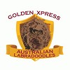 Golden Xpress Labradoodles LLC