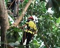 Portland Tree Service Experts